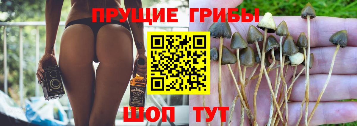 Выкса  Псилоцибиновые грибы GOLDEN TEACHER  Псилоцибиновые грибы Psilocybe  Вход с VPN 